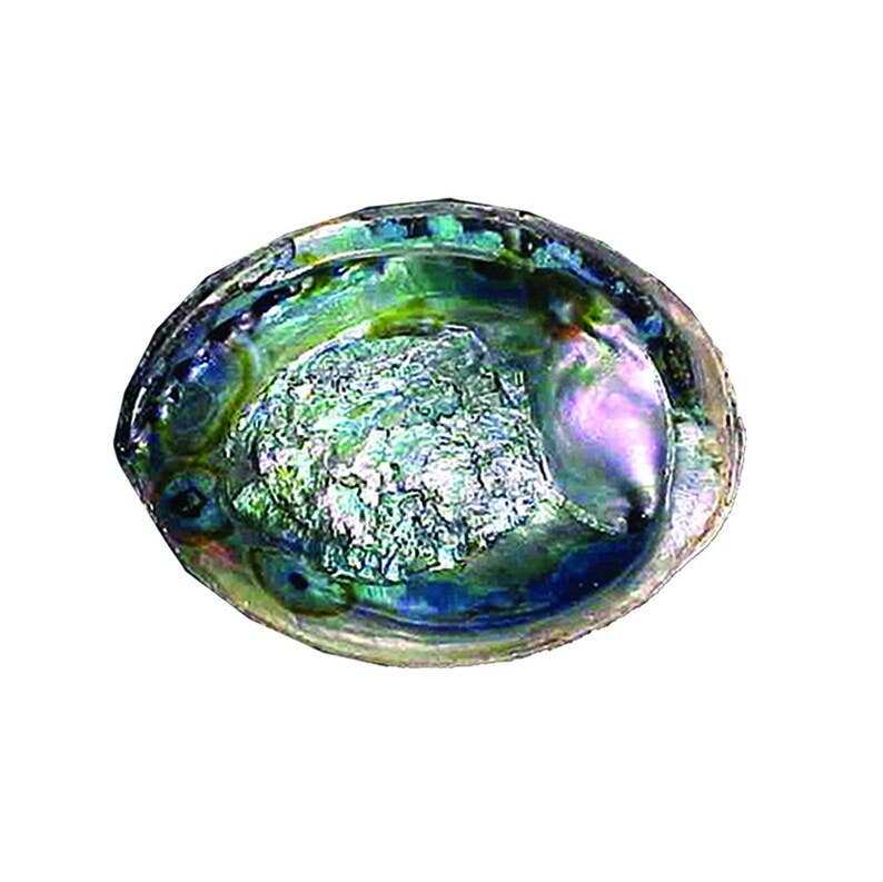 Green Abalone Shell 6-7"