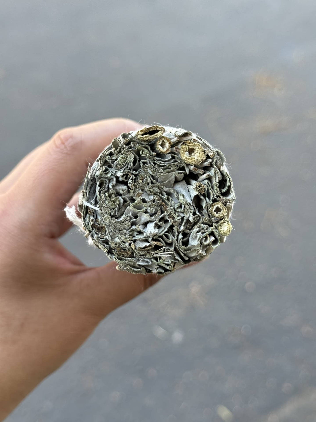 9" Inch California White Sage