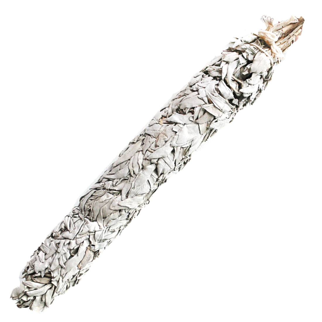 Jumbo California White Sage 20"