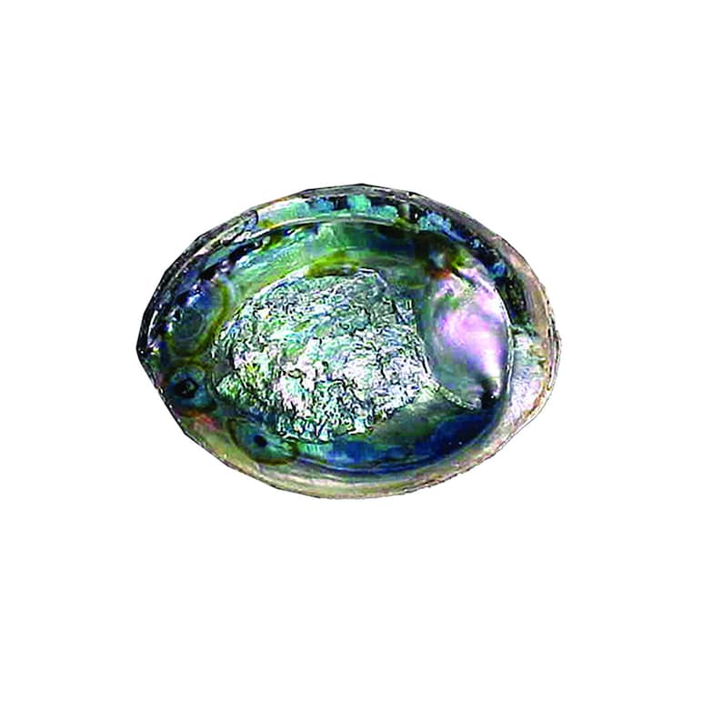 5&quot;- 6&quot;  Abalone Shells Bowl For Smudging
