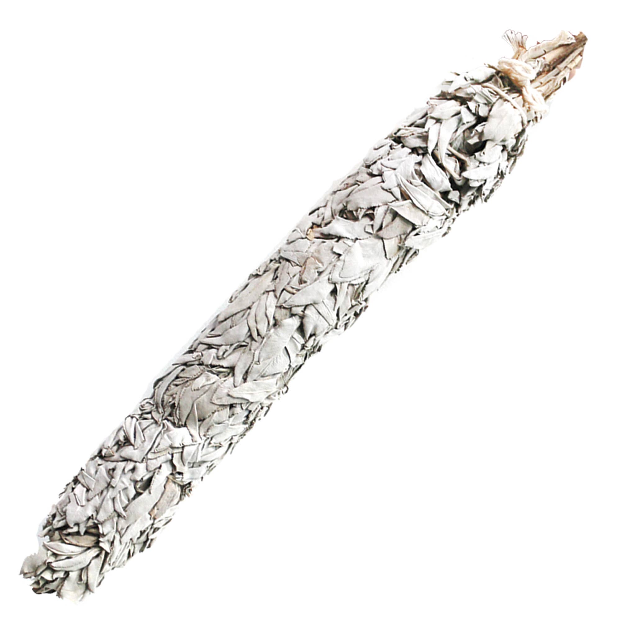 Jumbo California White Sage 20"